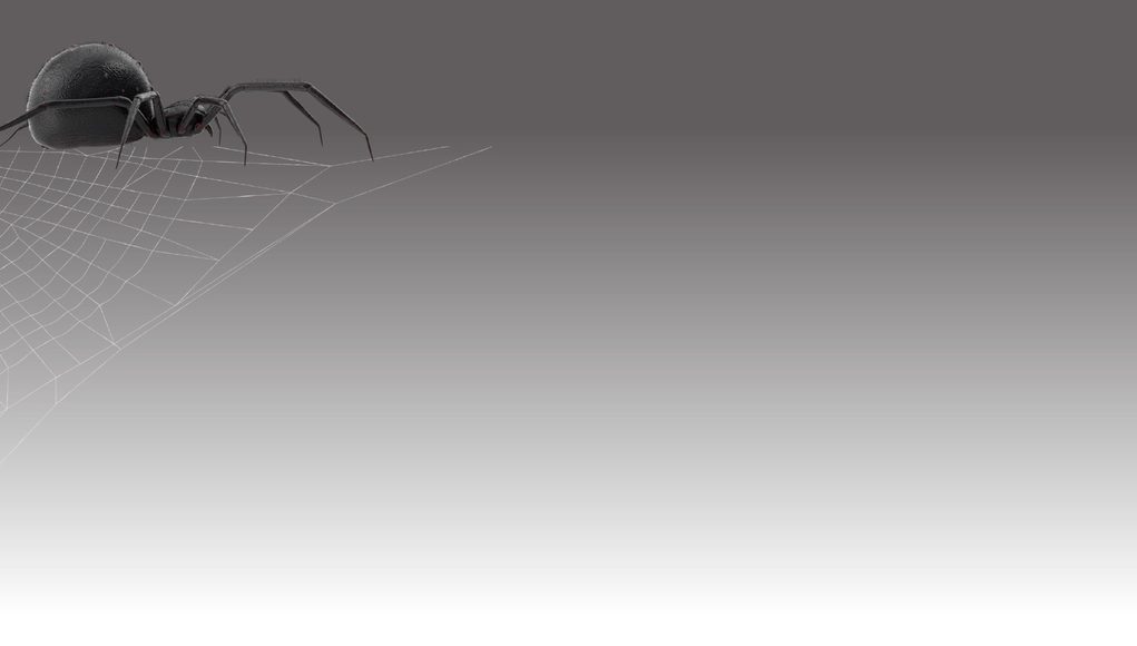 The Spider: No one who believes in God will escape being tried