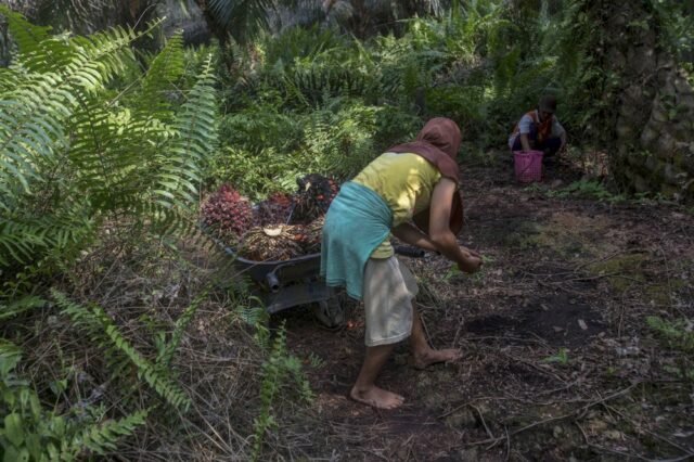 Rape, abuses in palm oil fields linked to top beauty brands