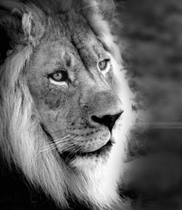 A Lion in a cage and the door to get out