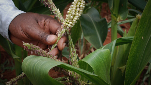 GMOs that promote poverty and dependency gain foothold in Kenya