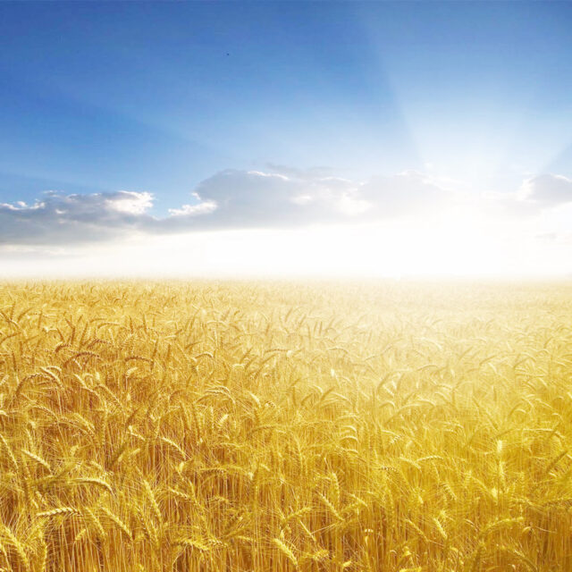 As long as we do not own land, we are not going to be a productive people