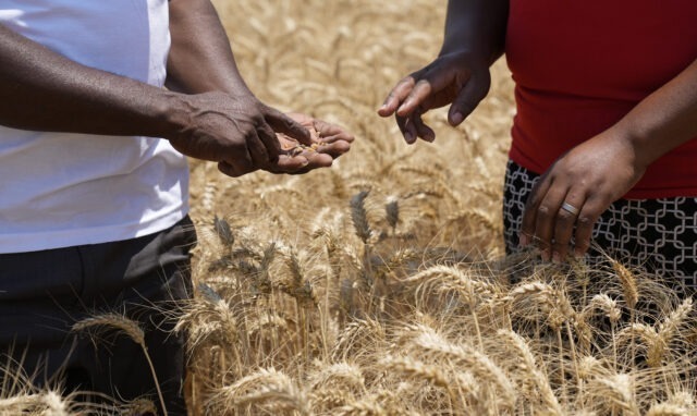 Zimbabwe is working to reclaim its agricultural self-sufficiency
