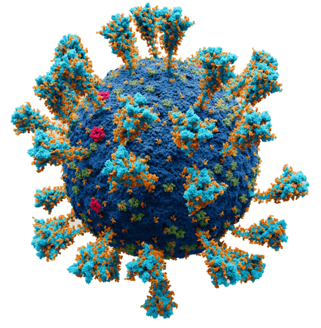 Breaking: Largest study of its kind finds excess deaths during pandemic caused by public health response, not virus