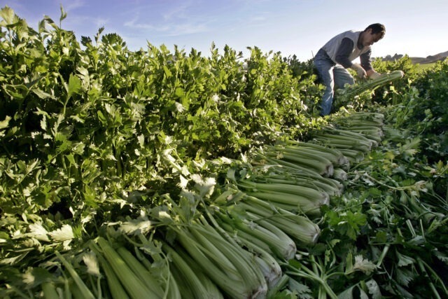 Environmental injustice and struggles facing Latino migrant farmworkers