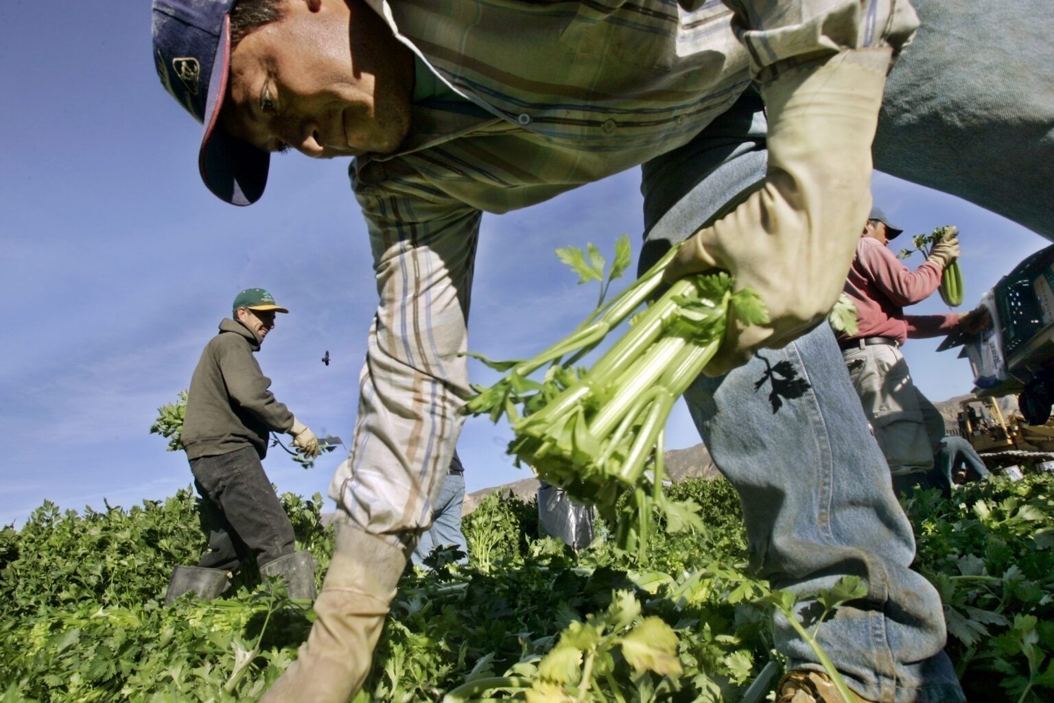 Environmental injustice and struggles facing Latino migrant farmworkers ...