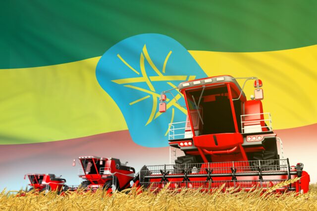 Ethiopia becomes Africa’s leading producer of wheat