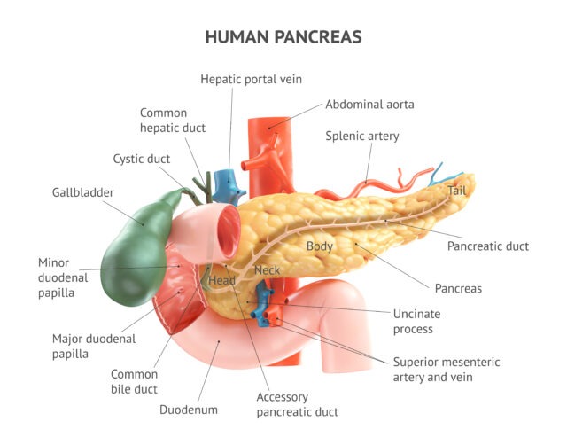 What’s your poison? Alcohol linked to higher risk of pancreatic cancer