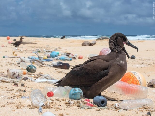 Chemicals in microplastics linked to global health crisis, including infertility