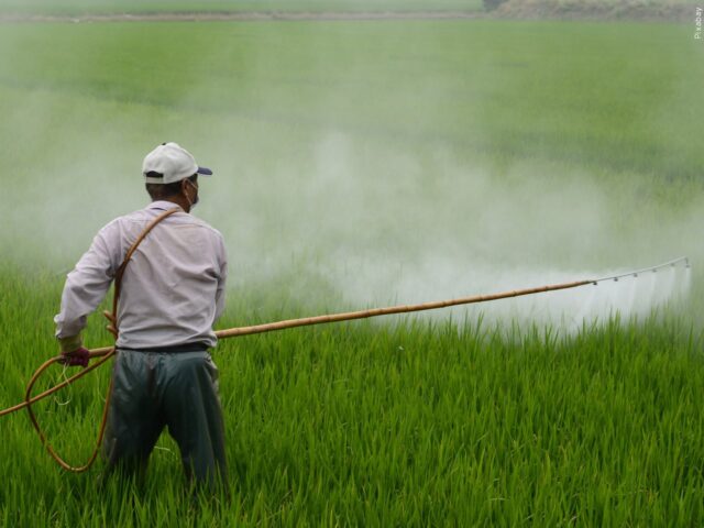 The dangers and risks of GMOs (Genetically Modified Organisms) Part II