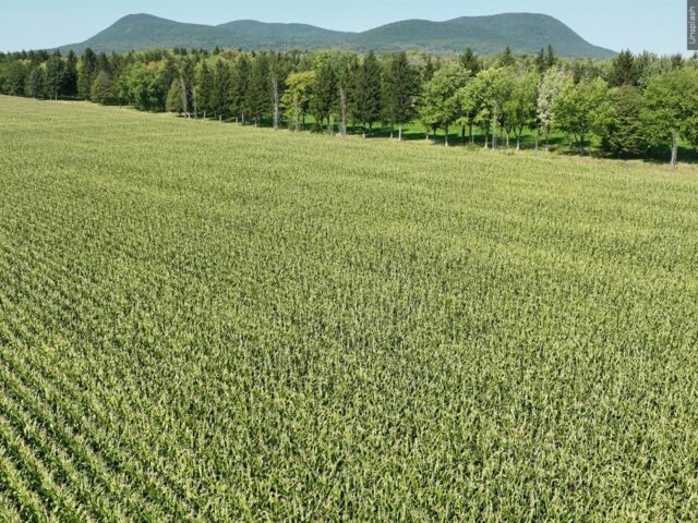 ‘Feeding America safely’: Pesticides, regulatory failures, and America’s chronic disease crisis