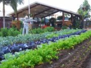 The Law of Use and The Law of Abuse, and How Foods Affect Thoughts, Part 3