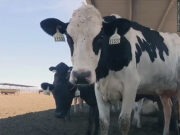 People who live near factory farms face greater risk of cancer