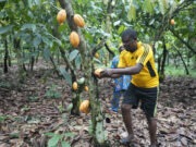 West African countries sign agreement to put added value on $150 billion cocoa industry
