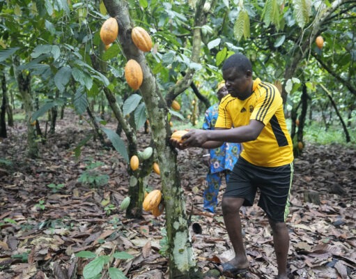 West African countries sign agreement to put added value on $150 billion cocoa industry