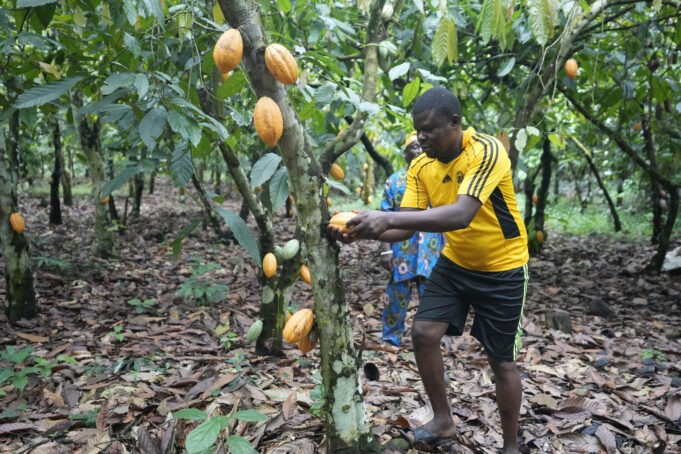 Nigeria Deforestation Chocolate