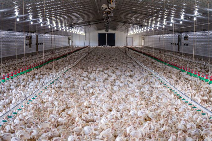 pexels-nc-farm-bureau-mark-