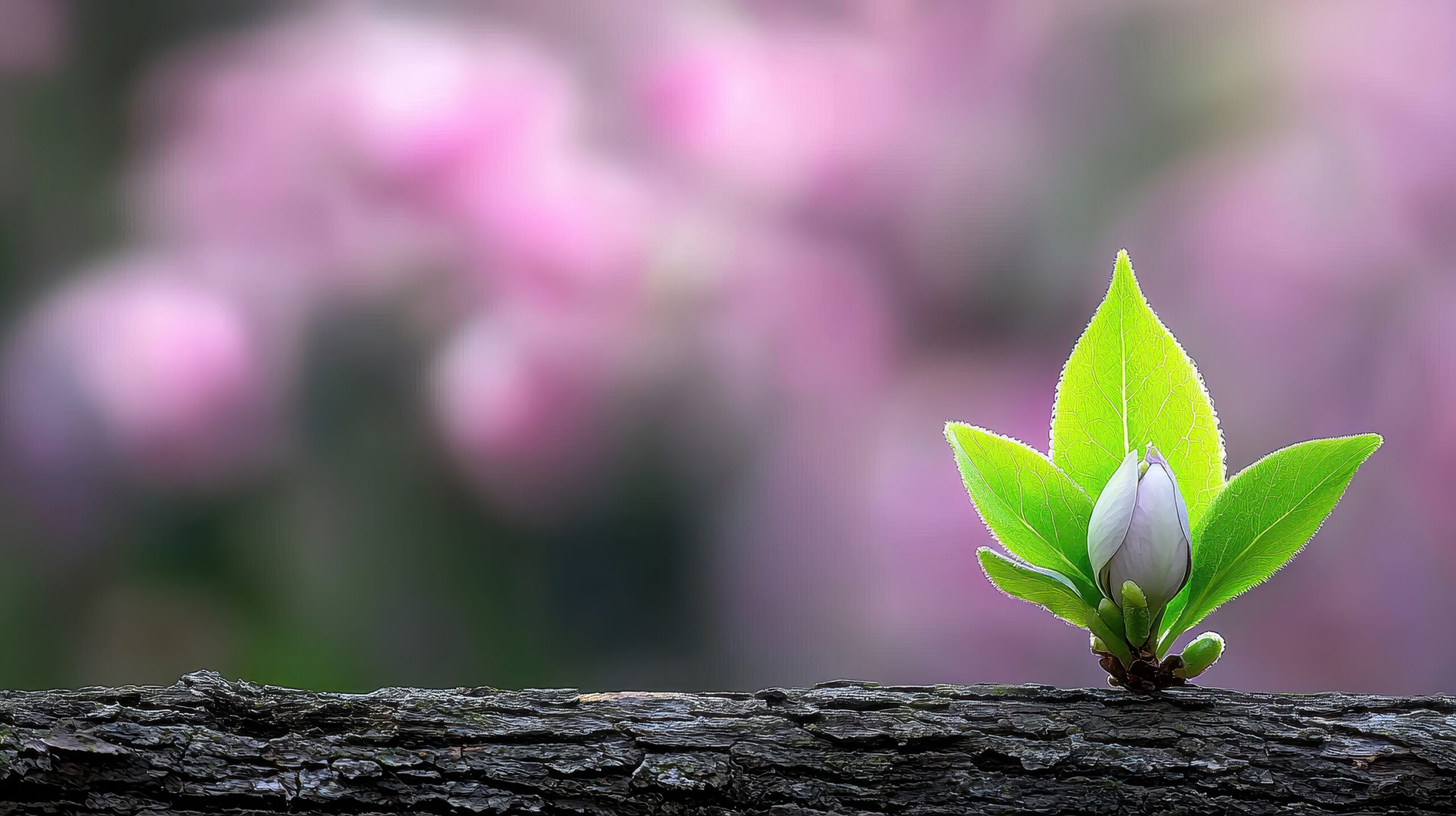 A New Beginning