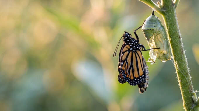Monarch butterfly emerging from chrysalis transformation wildlife macro